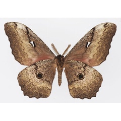 /filer/webapps/moths/media/images/A/albescens_Gynanisa_AM_Basquinb.jpg
