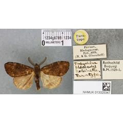 /filer/webapps/moths/media/images/P/phloeodes_Dasychira_PTM_BMNH_02a.jpg