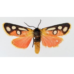 /filer/webapps/moths/media/images/C/cloeckneria_Caffricola_AF_TMSA.jpg