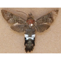 /filer/webapps/moths/media/images/A/altherhirundo_Leucostrophus_A_Butler.jpg