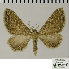 /filer/webapps/moths/media/images/U/undiculata_Eupithecia_AF_ZSM.jpg