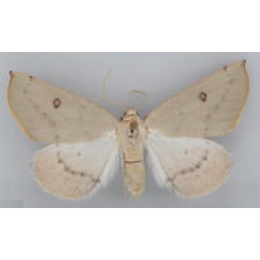 /filer/webapps/moths/media/images/H/homales_Asemoprepes_HT_BMNH.jpg