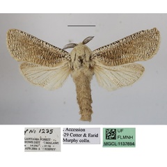 /filer/webapps/moths/media/images/A/aburae_Azygophleps_A_MGCL.JPG
