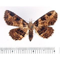 /filer/webapps/moths/media/images/C/costibarbata_Argyrolopha_AF_BMNH.jpg