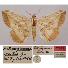 /filer/webapps/moths/media/images/P/pardus_Entomogramma_LT_MNHN.jpg