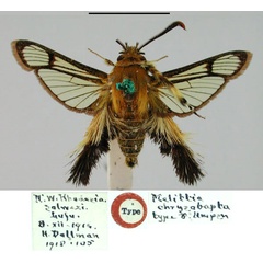 /filer/webapps/moths/media/images/C/chrysobapta_Melittia_HT_BMNH.jpg