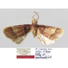 /filer/webapps/moths/media/images/P/paulianalis_Zitha_HT_MNHN.jpg