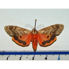 /filer/webapps/moths/media/images/S/senegalensis_Teracotona_AF_Goff.jpg