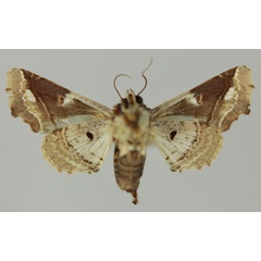 /filer/webapps/moths/media/images/D/dinota_Caligatus_AF_MNHNb.jpg