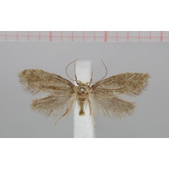 /filer/webapps/moths/media/images/N/natalensis_Scyrothis_HT_TMSA.jpg