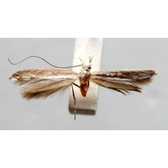 /filer/webapps/moths/media/images/V/veneranda_Pogonocephala_HT_TMSA359.jpg