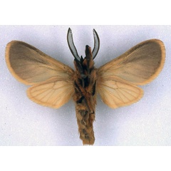 /filer/webapps/moths/media/images/S/sarcosoma_Metarctia_HT_BMNH_02.jpg