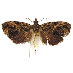 /filer/webapps/moths/media/images/P/pollens_Eccopsis_PTM_Bassi.jpg
