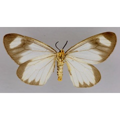 /filer/webapps/moths/media/images/K/kedar_Zerenopsis_A_ZSM_02.jpg