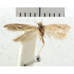/filer/webapps/moths/media/images/C/cretulata_Gelechia_HT_BMNH.jpg