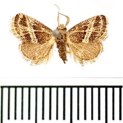 /filer/webapps/moths/media/images/A/albovenosa_Halseyia_AM_BMNH.jpg
