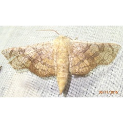 /filer/webapps/moths/media/images/C/cupreus_Chrysotypus_AF_Bippus_02.jpg