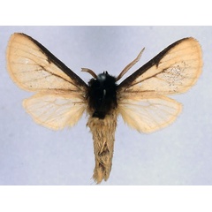 /filer/webapps/moths/media/images/F/fario_Metarctia_HT_BMNH_01.jpg