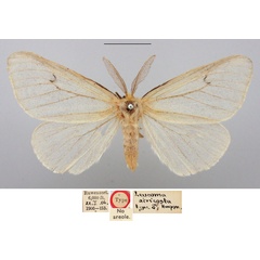 /filer/webapps/moths/media/images/A/atricosta_Leucoma_HT_BMNH.jpg