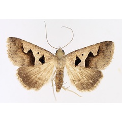 /filer/webapps/moths/media/images/H/hamifera_Anoba_AF_TMSA_02.jpg