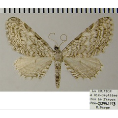 /filer/webapps/moths/media/images/G/graphiticata_Eupithecia_AF_ZSM_02.jpg