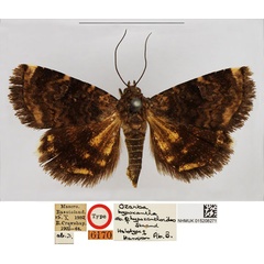 /filer/webapps/moths/media/images/H/hypoxanthoides_Ozarba_HT_NHMUK.jpg