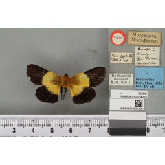 /filer/webapps/moths/media/images/B/bicolor_Arrothia_HT_BMNHa.jpg