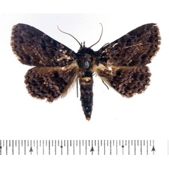 /filer/webapps/moths/media/images/H/hadrastis_Parascotia_AF_BMNH.jpg