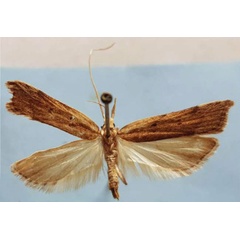 /filer/webapps/moths/media/images/Z/zahamenensis_Torodora_HT_MNHN.jpg