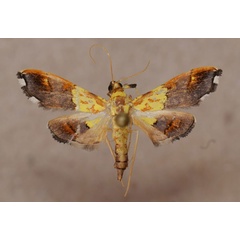 /filer/webapps/moths/media/images/C/citrina_Agrotera_A_Butler.jpg