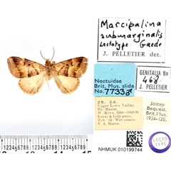/filer/webapps/moths/media/images/S/submarginalis_Marcipa_LT_BMNH.jpg