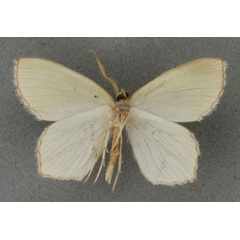 /filer/webapps/moths/media/images/L/leucocephala_Doloma_HT_BMNHb.jpg