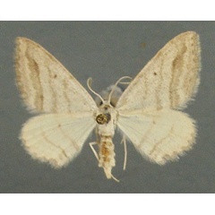 /filer/webapps/moths/media/images/P/phyletis_Scopula_AF_TMSA_01.jpg