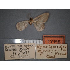 /filer/webapps/moths/media/images/M/monopepla_Chiasmia_HT_RMCA_02.jpg