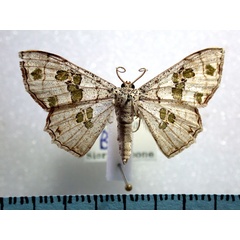 /filer/webapps/moths/media/images/D/dentilinea_Antitrygodes_A_Revell.jpg