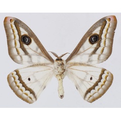 /filer/webapps/moths/media/images/D/dyops_Heniocha_AM_Basquinb.jpg