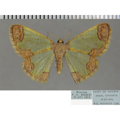 /filer/webapps/moths/media/images/P/pollex_Zamarada_AF_ZSM.jpg