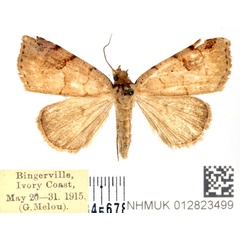 /filer/webapps/moths/media/images/B/bistriata_Marcipa_AF_BMNH.jpg