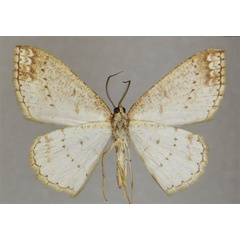/filer/webapps/moths/media/images/T/tenella_Luxiaria_HT_ZSMb.jpg