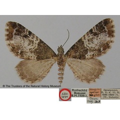 /filer/webapps/moths/media/images/N/nigribasis_Tephroclystia_AT_BMNH.jpg