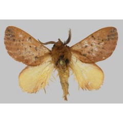 /filer/webapps/moths/media/images/A/avadomenicarocchio_Rhynchobombyx_PTM_USTTB.jpg