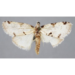 /filer/webapps/moths/media/images/N/nivatalis_Meganola_A_BMNH.jpg
