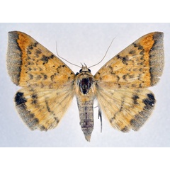 /filer/webapps/moths/media/images/A/albitermia_Ophisma_A_NHMO.jpg