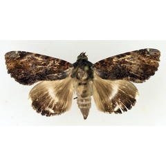 /filer/webapps/moths/media/images/G/gravipes_Nagia_AF_TMSA_02.jpg