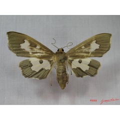 /filer/webapps/moths/media/images/D/dariusalis_Eporidia_A_Albert.jpg