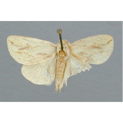/filer/webapps/moths/media/images/A/albescens_Polienus_A_RMCA.jpg
