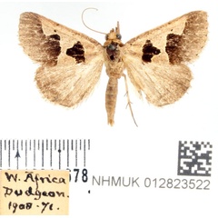 /filer/webapps/moths/media/images/A/atripuncta_Anoba_AM_BMNH_01.jpg