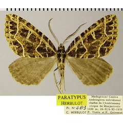 /filer/webapps/moths/media/images/C/chrysographa_Parortholitha_PTM_ZSMa.jpg