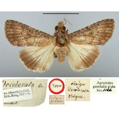 /filer/webapps/moths/media/images/D/decolorata_Perigea_HT_BMNH.jpg