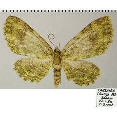 /filer/webapps/moths/media/images/F/foraminata_Collix_AF_ZSM_02.jpg
